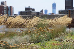 Calamagrostis and Tower 1